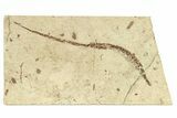 Fossil Pipefish (Hipposyngnathus) - California #294308-1